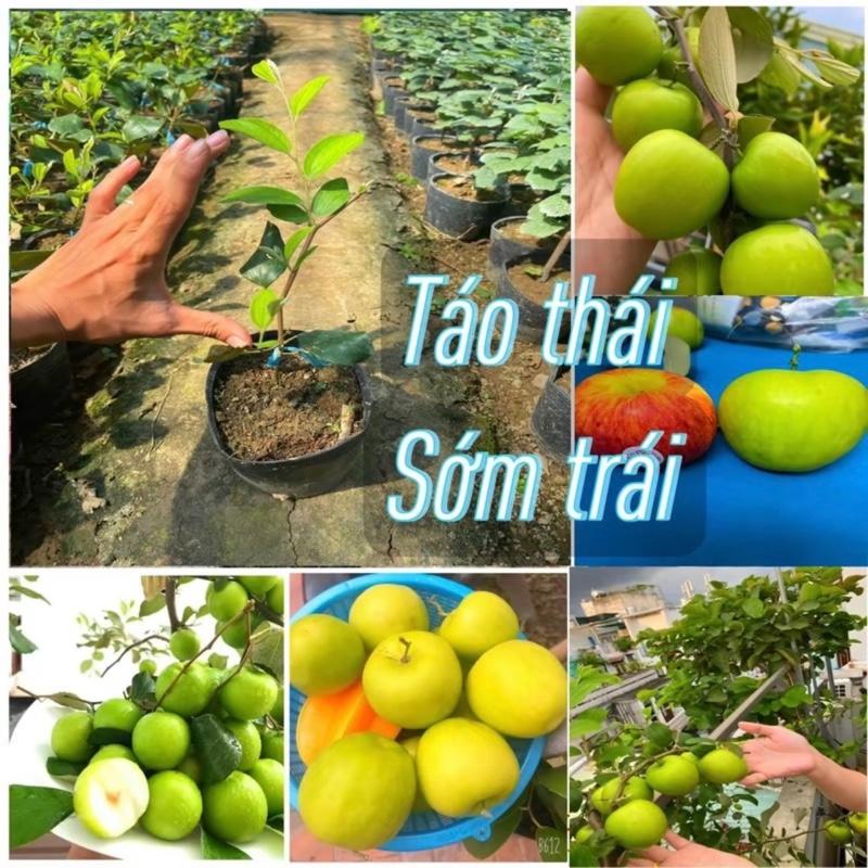Cây giống Táo thái .