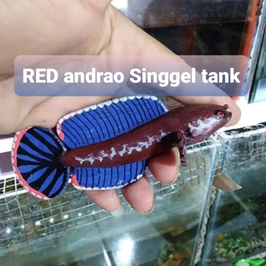 Patung Andrao 6-7cm asli biru