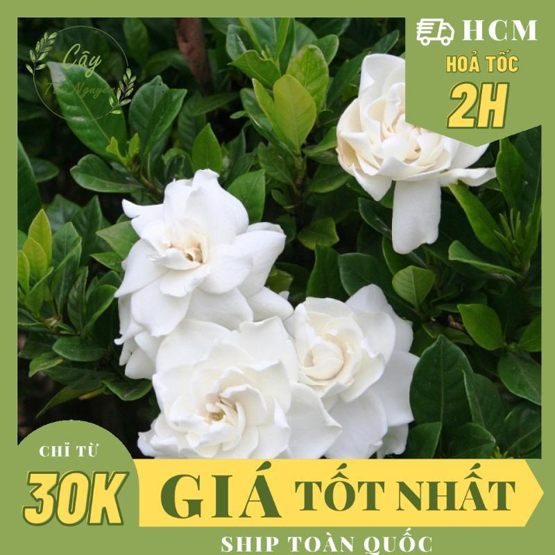 CÂY HOA LÀI TIỂU THƠ siêu THƠM hoa TO ,(cao 30cm), Hoa giống cảnh sân vườn, dễ trồng RẺ, nở quanh năm