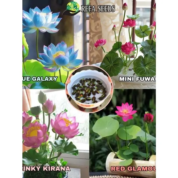 Isi 5 Butir Biji Teratai Jepang Biji Benih Teratai Lotus Mini Biji Bunga Teratai Lotus Varian Warna