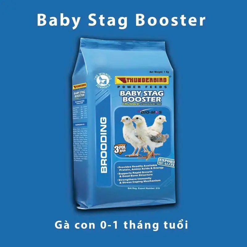 combo 2kí cám gà con từ mới nở đến 1 tháng tuổi của philipin 0