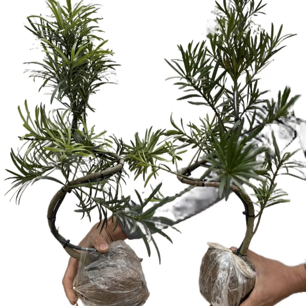 Cặp Tùng La Hán giống dáng Long đã uốn sẵn dây Nhôm chiều cao 50cm