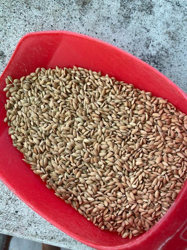 Product Introduction of [5kg] Lúa Tròn Nhật Gà, Không Râu, Khô, Đẹp cho Gà Chế Độ, Chim Cu Gáy Các Loại 2