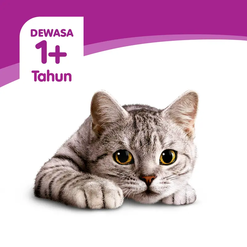 Whiskas Makanan Kucing Kering 1.2 kg - Isi 2 whiskas 5