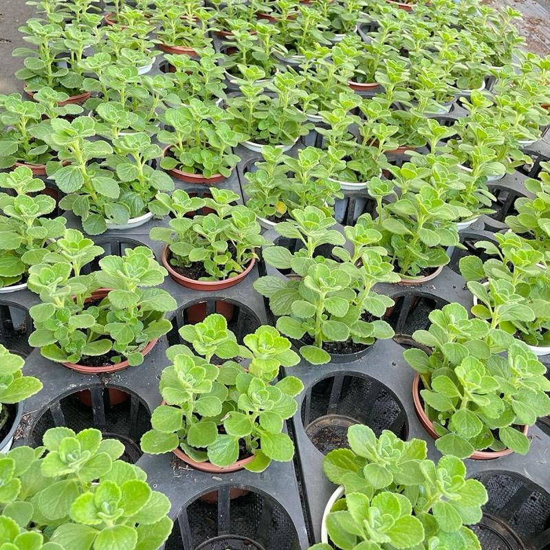 Cây Sen Thơm Nhất Mạc Hương - Cây Mang Hương Thơm Bạc Hà Dễ Chịu - Xua Đuổi Muỗi 4