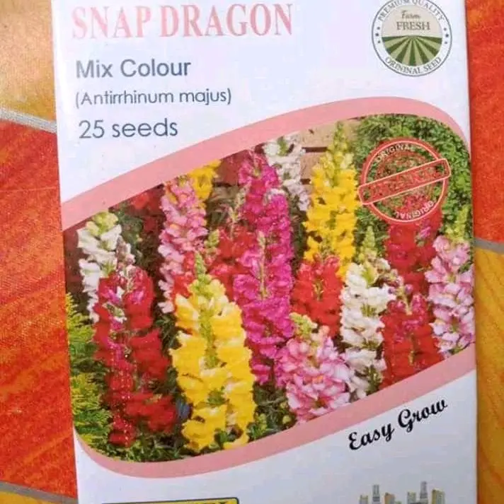 termurah benih bunga snap dragon