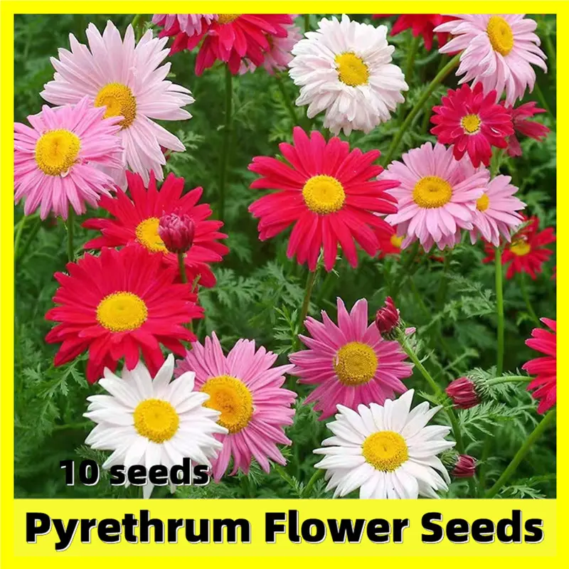 Pyrethrum Flower Seeds - 10 Seeds Natural Insect Repellant Rainbow ...