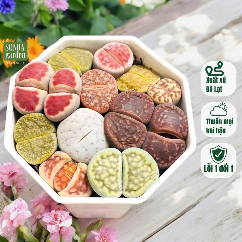 Sen mông lithop SONDA GARDEN chậu 7cm, xuất xứ Đà Lạt, cây cảnh trang trí nhà cửa, lỗi 1 đổi 1