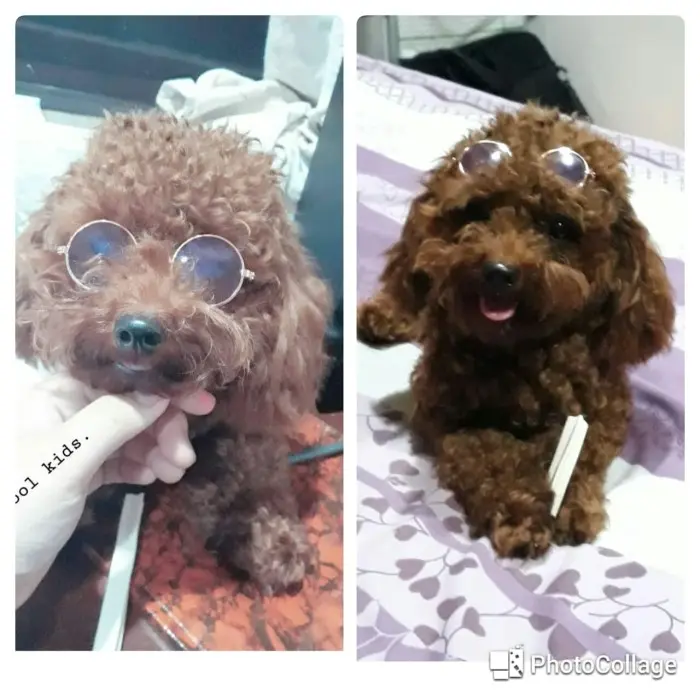 Kacamata Anjing Kucing Hewan Sunglasses Pet Kaca Mata Kucing Anjing 3