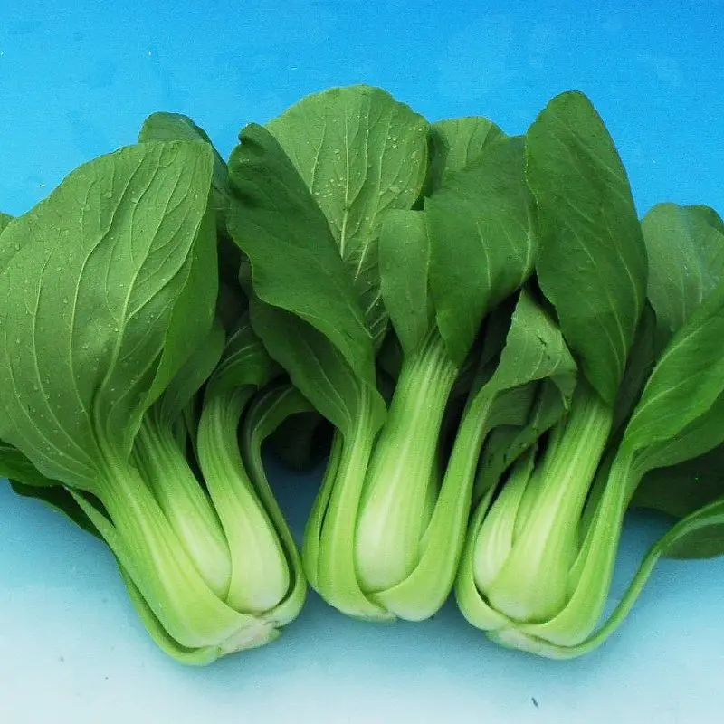 200 benih / biji sawi sendok pak choi bibit sayuran pakchoy Nauli Cabbage bisa hidroponik Bibit Sayuran Benih Sayuran Seribuan 1