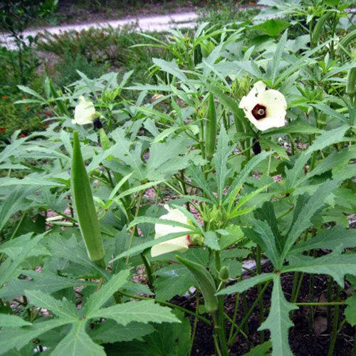 [Seeds] Hạt giống đậu bắp
