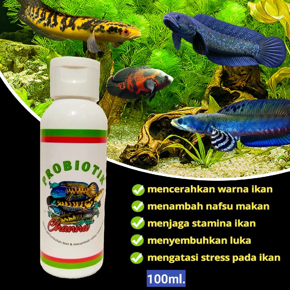 probiotik channa 100ml vitamin ikan channa mencerahkan warna