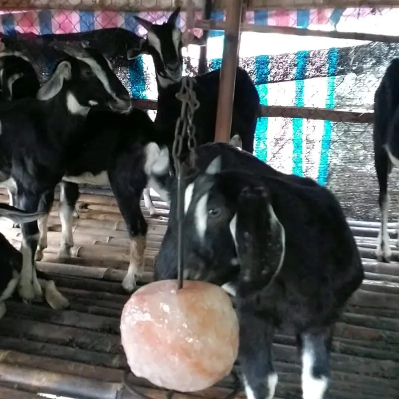 Đá muối khoáng Hymalaya chuyên dùng cho Trâu,bò,dê,ngựa,cừu... có dây 4
