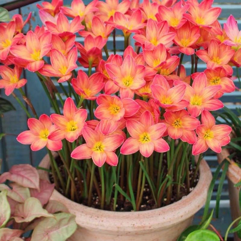 1Kg Củ Hoa Huệ Mưa (Tóc Tiên) Kép Thái Mix 7 màu cực đẹp dễ trồng hoa nở từ 20-25 ngày phù hợp mọi điều kiện khí hậu