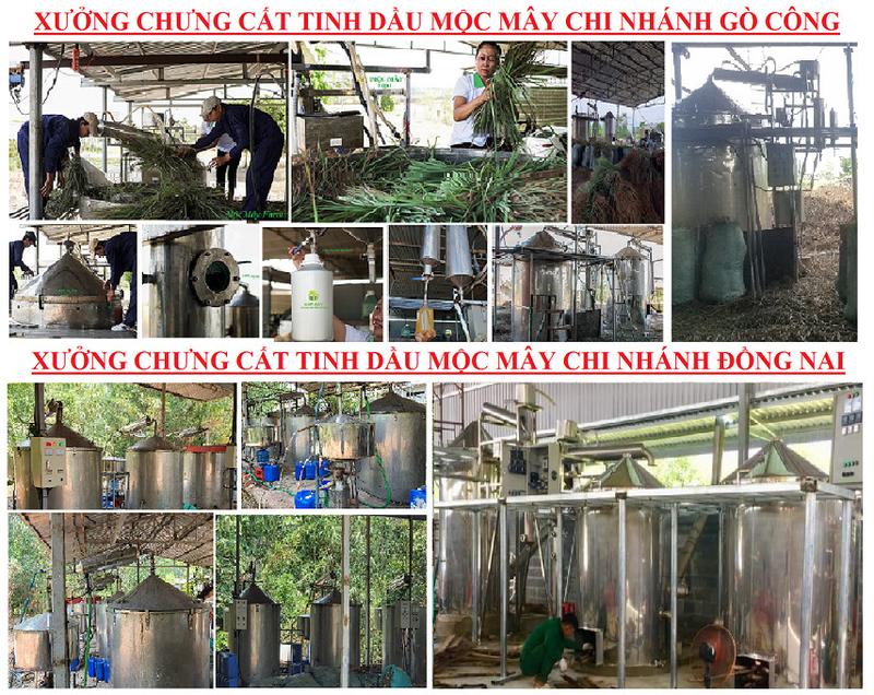 Tinh dầu Trầm Hương Mộc Mây, xông phòng, thơm phòng, thư giản, đuổi muỗi, khử khuẩn, giảm stress, giải cảm, tăng cường sức đề kháng 7