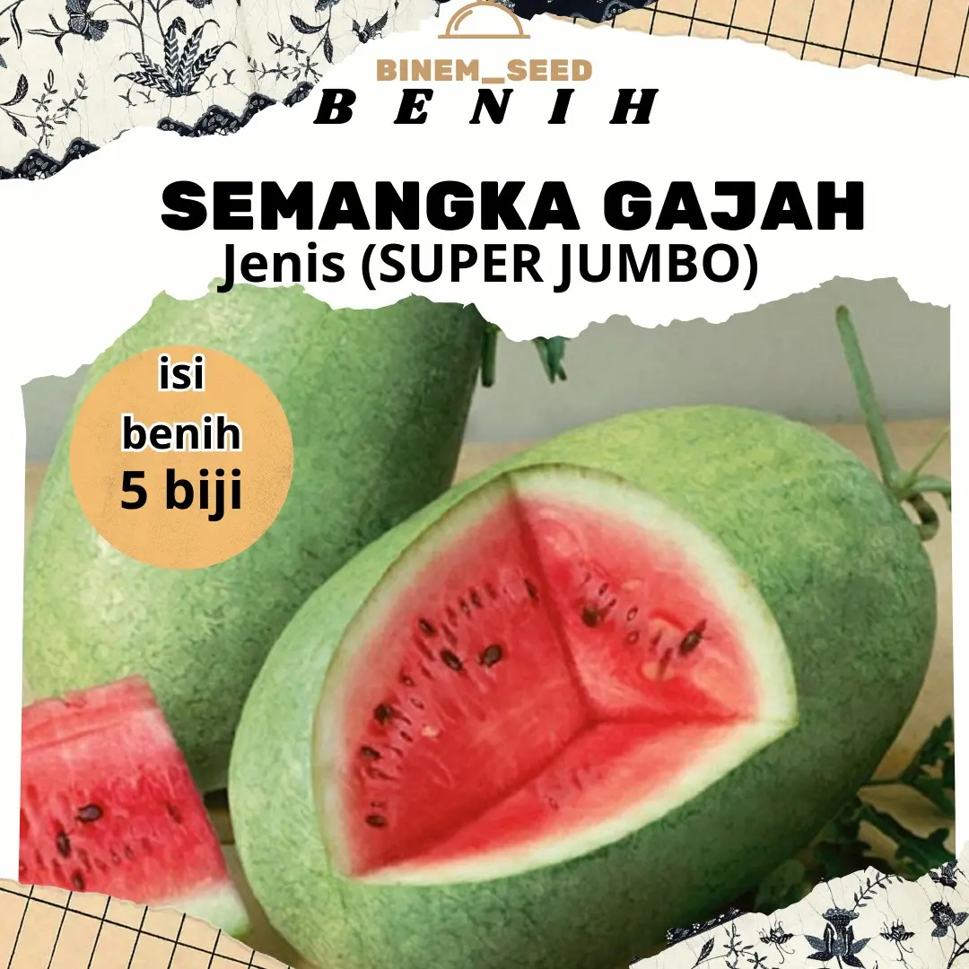 BENIH SEMANGKA GAJAH SUPER ISI 5
