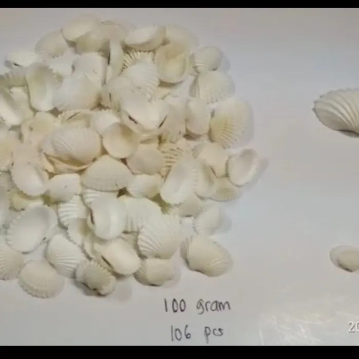 Kerajinan Kerang darah 100gram 1