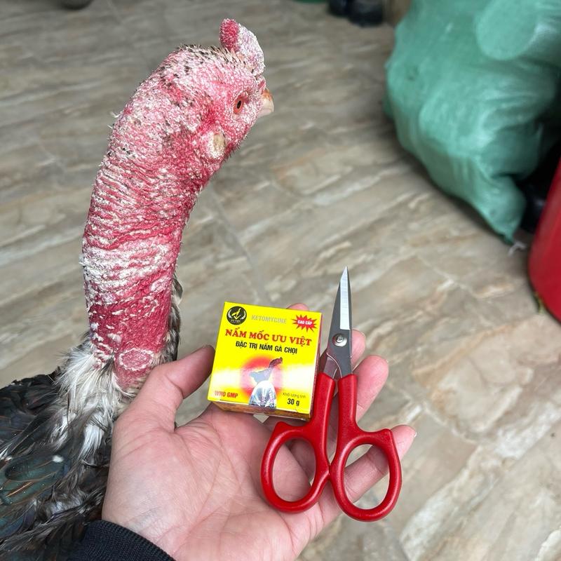 Mốc bôi ưu việt kỷ niệm kéo đỏ dùng cho gà chọi