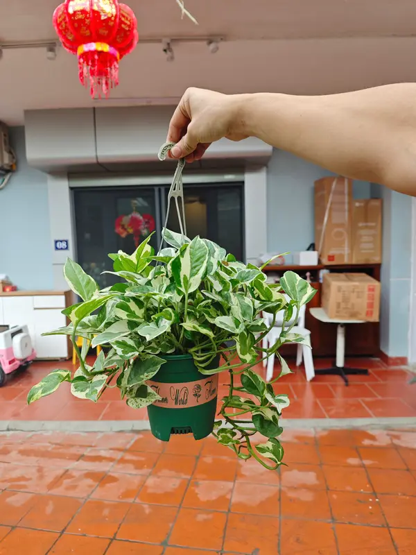 Tổng hợp các mẫu cây treo ban công, treo trang trí nhà cửa, phủ không gian xanh 7