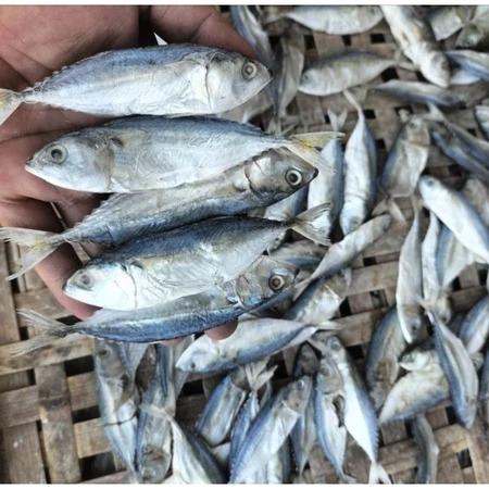 500gr Ikan Kembung Kanaren/ ikan asin peda/Ikan Asin Kering termurah 1