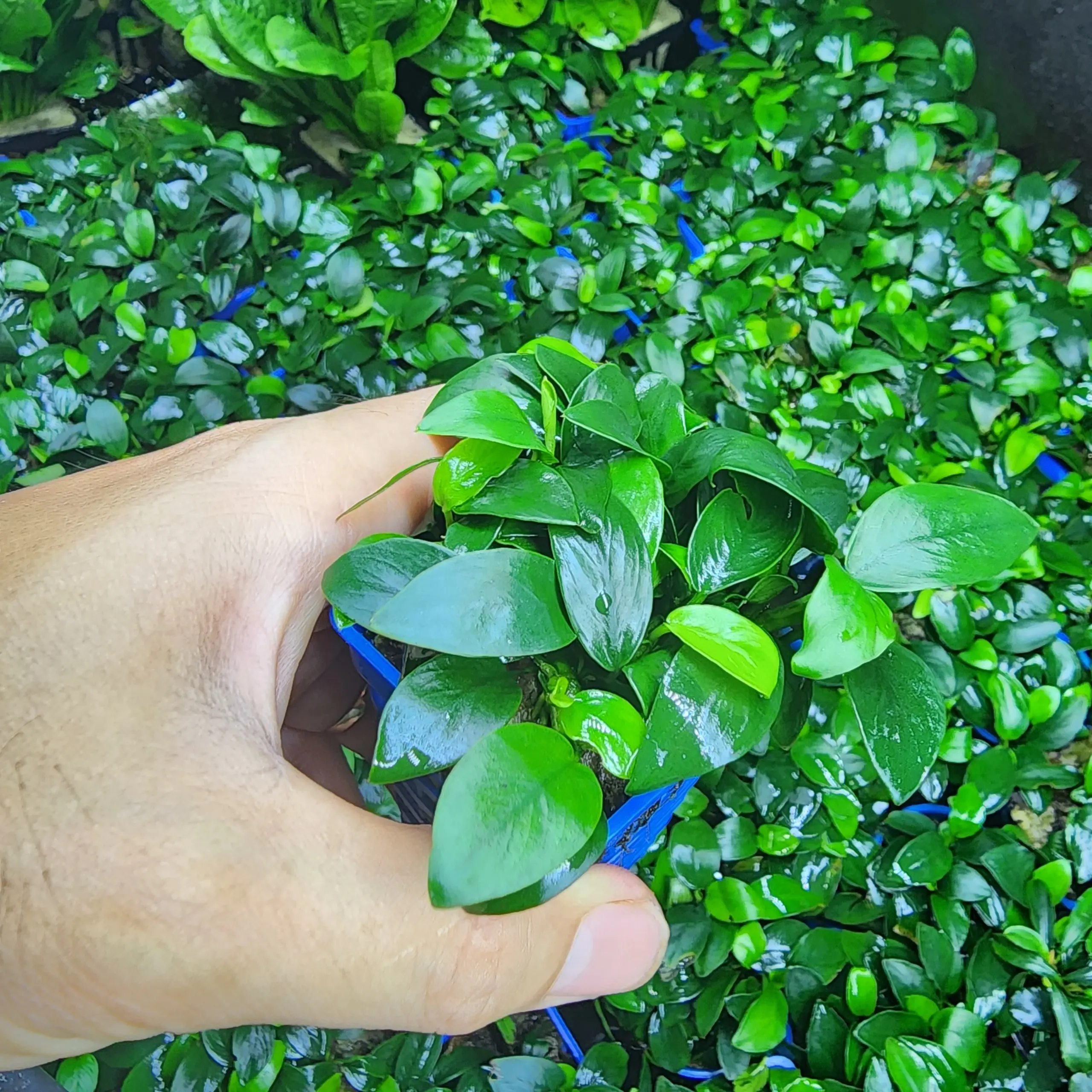 Cây Ráy Nana (Ráy lá nhỏ) | Cây Thuỷ Sinh Dán Lũa Đá - Cực Dễ Chơi và Chăm Sóc