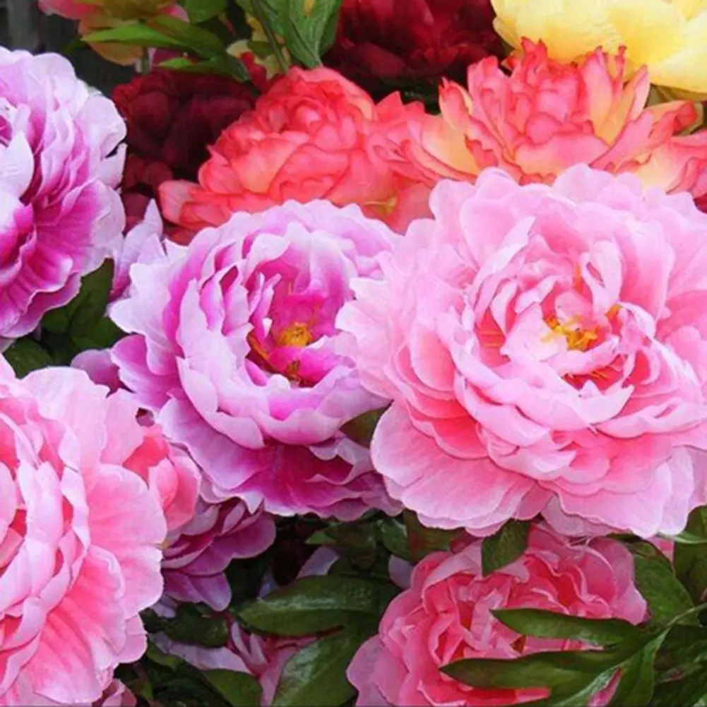 zeeniago- 50Pcs Mixed Color Double Peony Seeds Plant Balcony Garden Bonsai Flower Decor