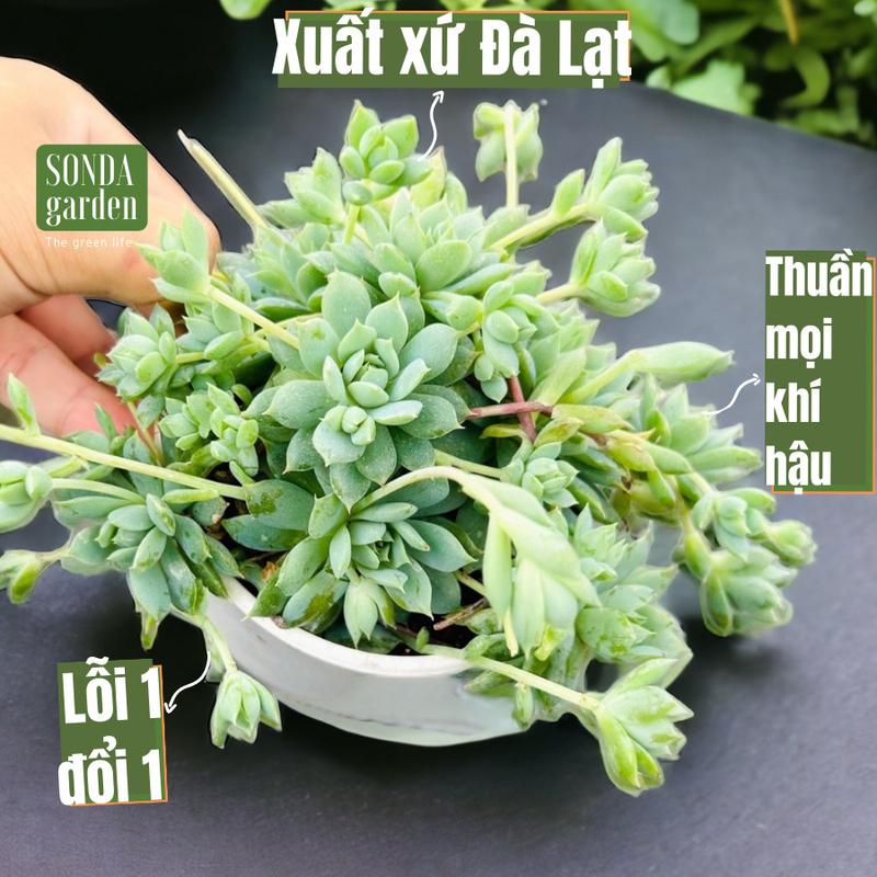  Sen đá dù kim SONDA GARDEN size trung bình 10cm cây sen đá sen đá đẹp trang trí nhà cửa 