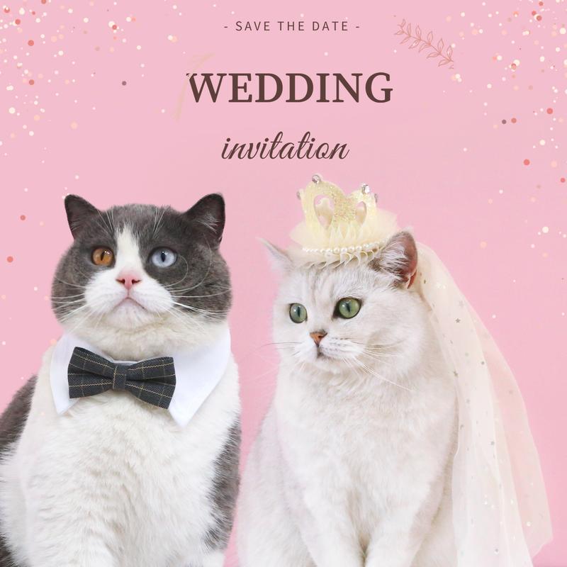 Baju kurung kucing betina kucing wedding-Mahkota Hari Jadi Haiwan ...