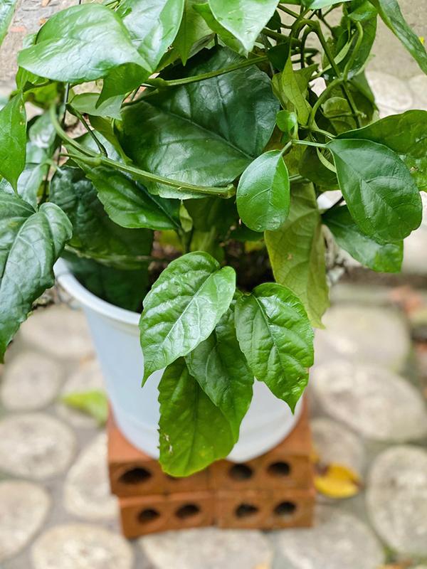 Cây Lan Hoàng Dương - Kích thước giao động 60+ cm - Hoa vàng rực rỡ - Mang vẻ đẹp tinh tế! Hoa Kiểng Mặp 8