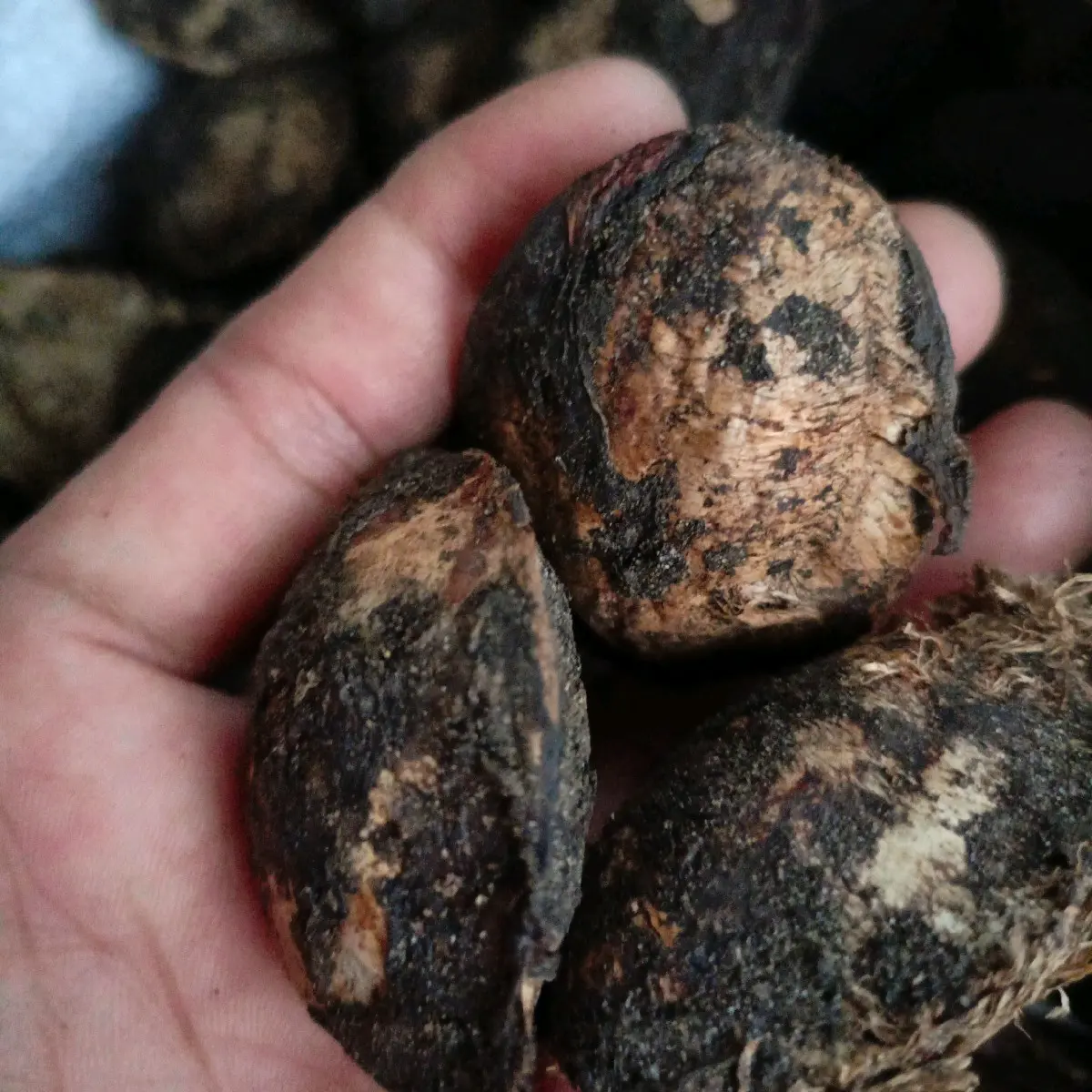 biji buah ketapang 1.kg