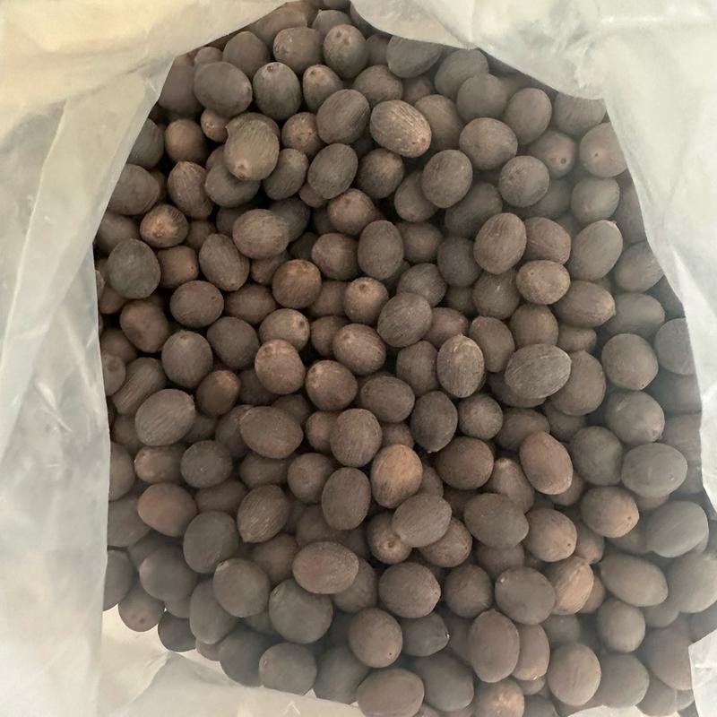 Hạt Sen Đen Nguyên Vỏ Đồng Tháp 2 Nắng Đồng Tháp-500g-Hạt Giống Sen Ta Thích Hợp Dùng Để Trồng 5