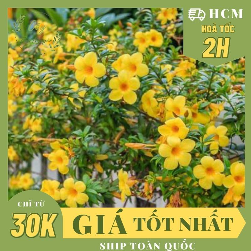 CÂY HOA HUỲNH ANH VÀNG, (cao 25-30cm), Hoa giống cảnh sân vườn, ban công, dễ trồng GIÁ RẺ, nở quanh năm, Cây Tươi Nguyên
