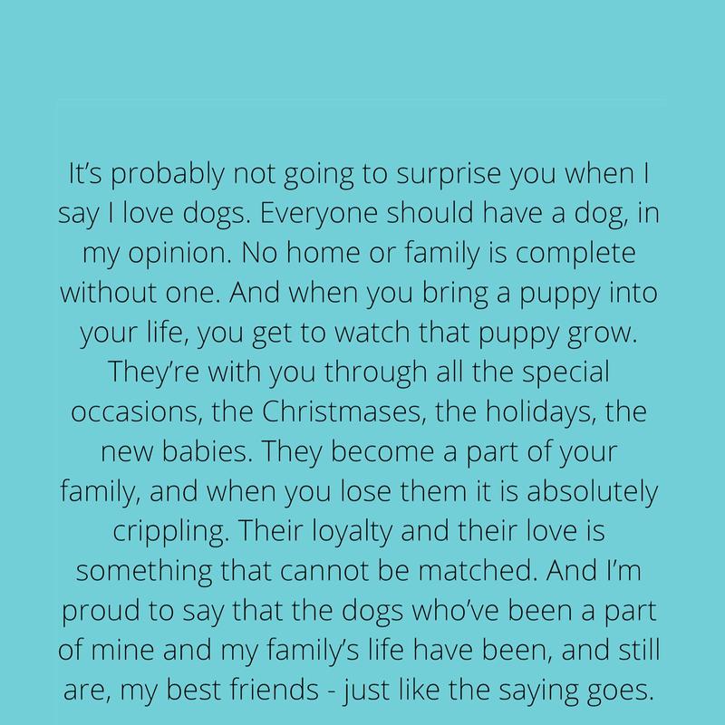 How To Raise The Perfect Dog 1