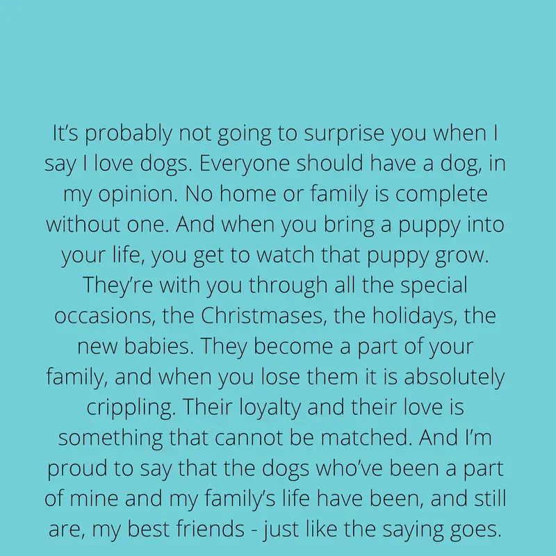 How To Raise The Perfect Dog 1
