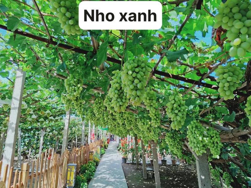Product Introduction of Hai cây nho giống 1 kẹo 1 bailey 6
