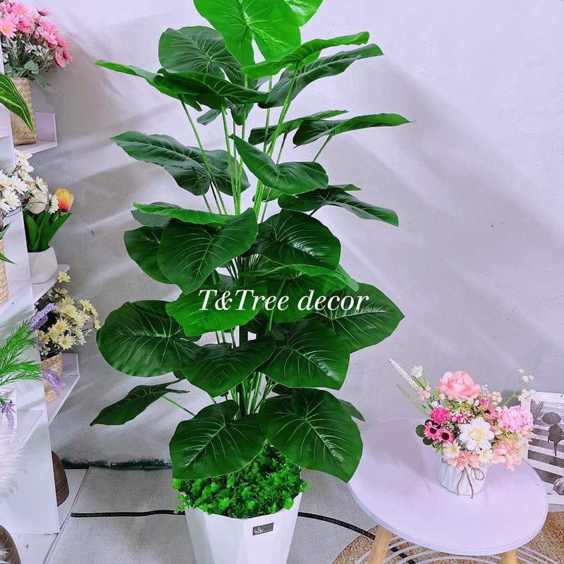 Cây trầu bà, cây chuối, cây trầu bà lá xẻ, cây hỉa decor, cao 1m4