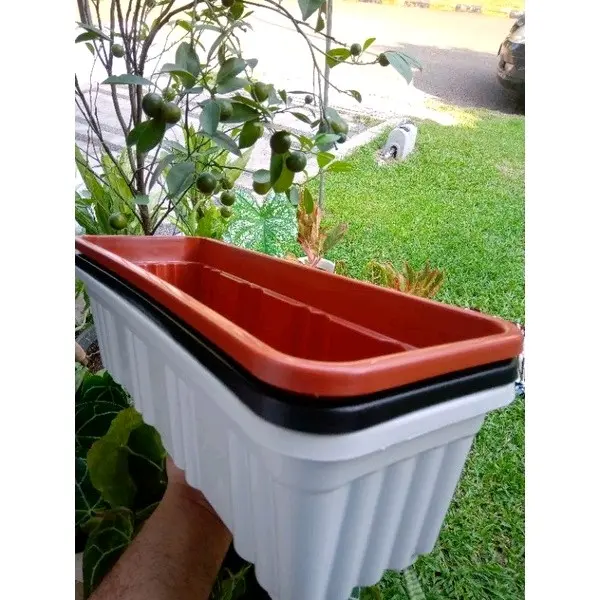 pot 50 segi