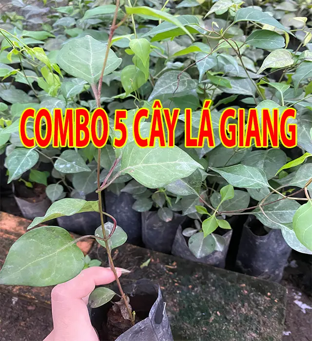 Combo 5 cây Lá Giang giống nấu canh gà - giải nhiệt & tiêu hóa