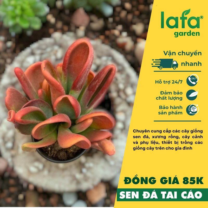 LAFA GARDEN - Cây sen đá Size to đồng giá 85k