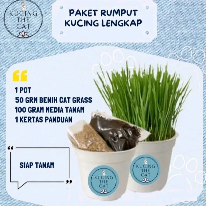 RUMPUT KUCING - Paket Tanam Wheatgrass Lengkap