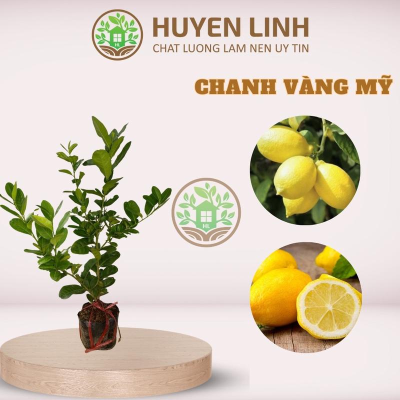 Cây Chanh Vàng Mỹ Trái To , Cây Chiết Nhánh , Huyền Linh Garden
