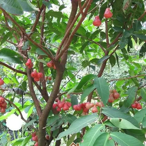 Cây roi đỏ( mận đỏ) Thái Lan không hạt - roi đỏ An Phước cây ghép mắt nhanh cho quả 1