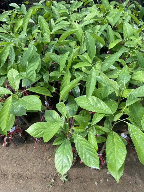 Cây giống Dâu xanh Gia Bảo (dâu da xanh), cây dâu xanh 5