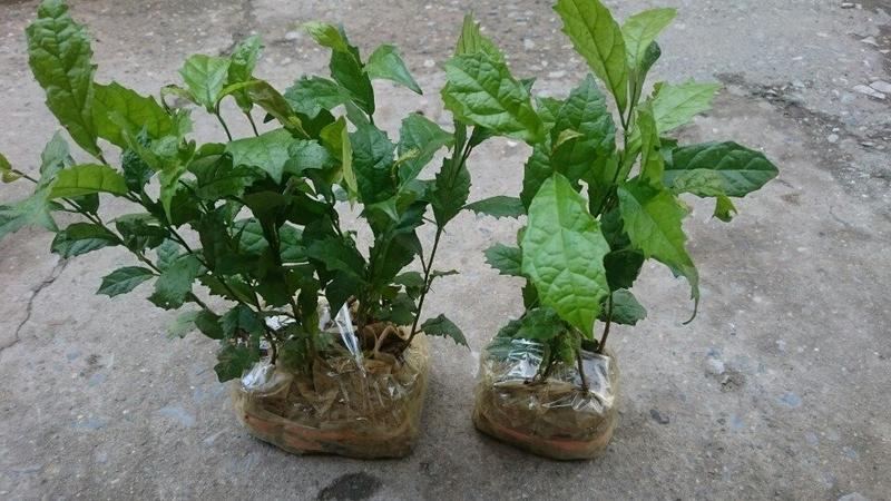 Product Introduction of Cây giống xạ đen hòa bình 1