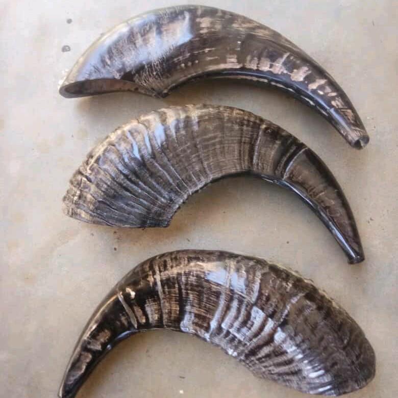 Terompet sangkakala ram shofar ram original 2