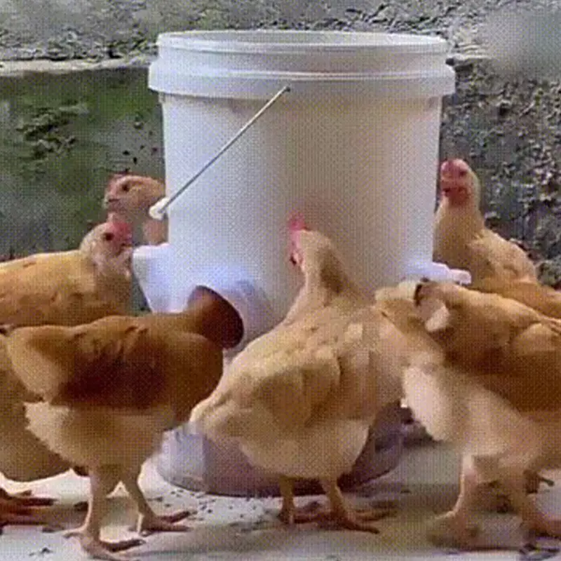 Penyumpan ayam kalis hujan, kit memberi makan pelabuhan, alat pembiakan ayam, itik