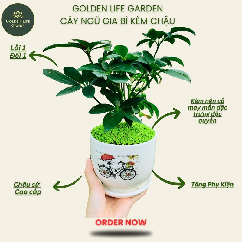 Cây Ngũ Gia Bì chậu sứ kèm cỏ may mắn - Goldenlife - Decor Decor Phòng - Cây cảnh trong nhà - giao chậu ngẫu nhiên