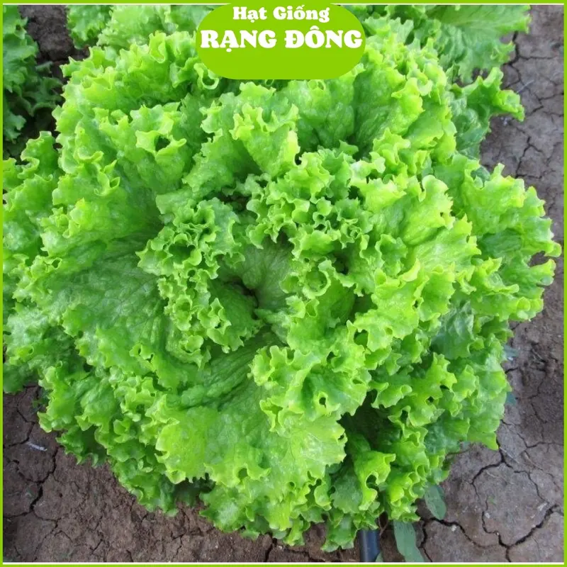 Hạt Giống Rau Cải Xà Lách Xoăn RD 708 (Gói 5gram) Chịu mưa tốt, dễ chăm sóc, cây to 0