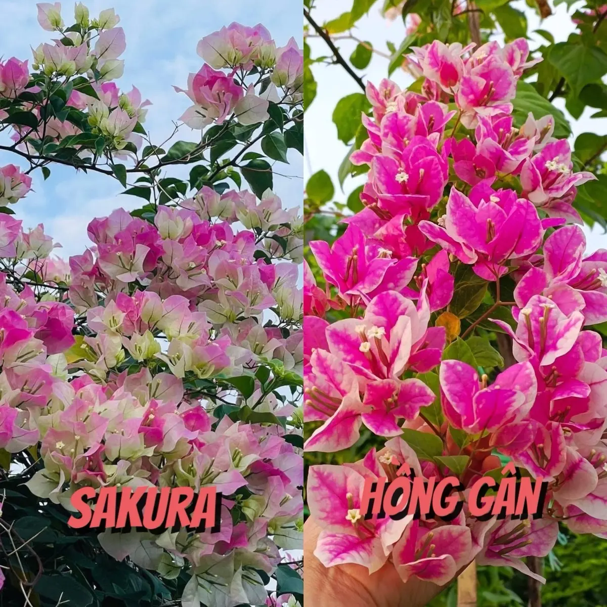 COMBO 2 cây màu hồng siêng hoa ( hồng gân + sakura )- nguyên bản - chưa hoa - 20CM ( cây bé )