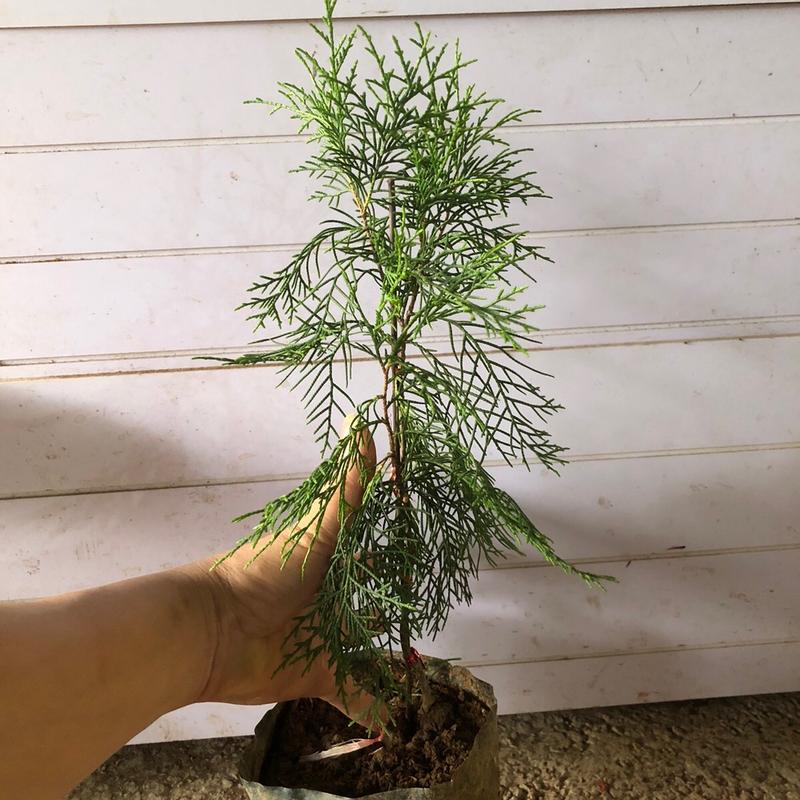 Cây giống hoàng đàn tuyết lạng Sơn 0
